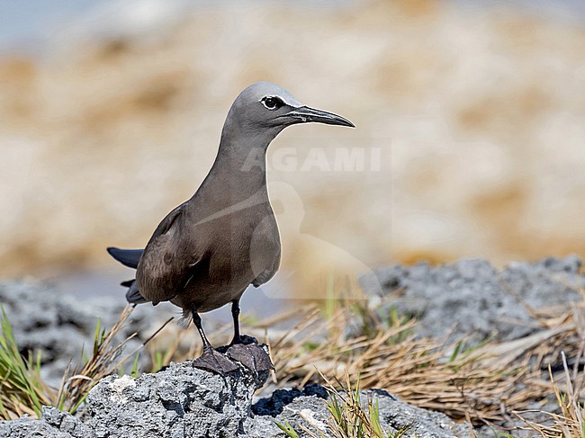 Adult Brown Noddy, Anous stolidus, in French Polynesia. Standing on the beach. stock-image by Agami/Pete Morris,