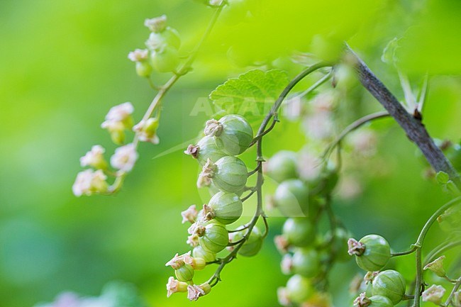 Red currant berries stock-image by Agami/Wil Leurs,