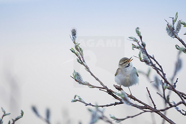 Arctic Warbler zingend; Noordse Boszanger singing stock-image by Agami/Ralph Martin,