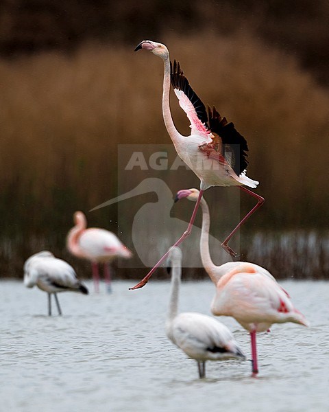 Greater Flamingo; Phoenicopterus roseus stock-image by Agami/Daniele Occhiato,
