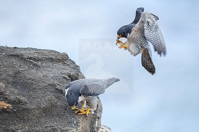 Adult American Peregrine Falcon, Falco peregrinus anatum, mating
Los Angeles Co., CA, USA stock-image by Agami/Brian E Small,