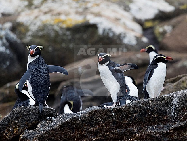 Snares Penguin (Eudyptes robustus) on The Snares, a subantarctic Island group south off New Zealand stock-image by Agami/Marc Guyt,