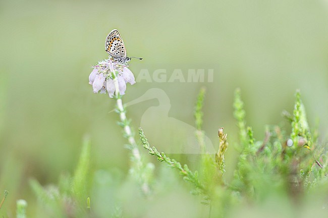 Silver-studded Blue, Plebejus aragus stock-image by Agami/Wil Leurs,
