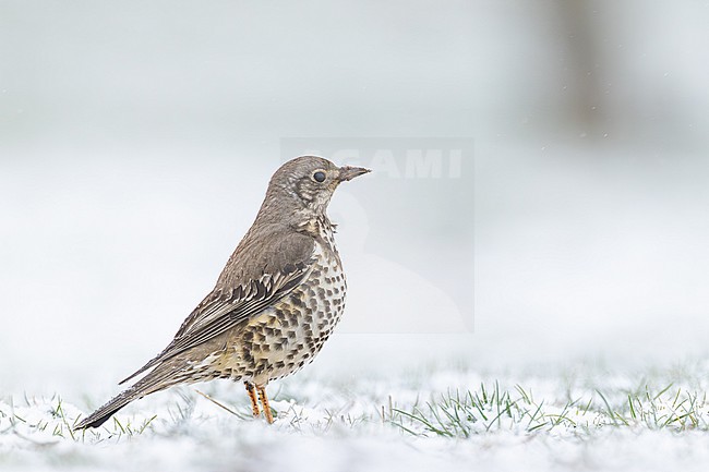 Grote Lijster, Mistle Thrush, Turdus viscivorus stock-image by Agami/Menno van Duijn,