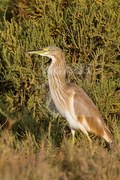 Squacco Heron - Rallenreiher - Ardeola ralloides ssp. ralloides, Oman stock-image by Agami/Ralph Martin,