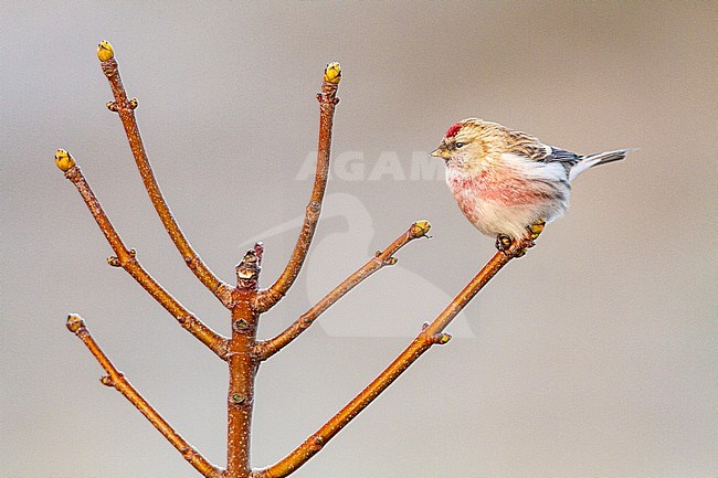 Grote Barmsijs, Common Redpoll, Carduela flammea perched on branch stock-image by Agami/Menno van Duijn,