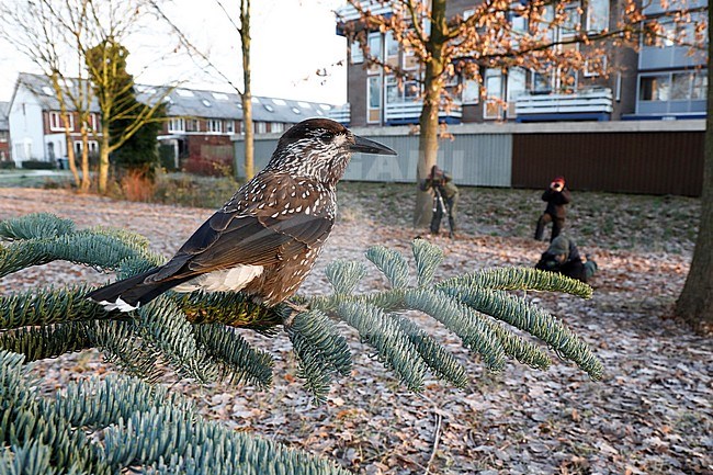 Spotted Nutcracker (Nucifraga caryocatactes) wintering in an urban area in Wageningen in the Netherlands. A rare vagrant from Siberia and extremely tame. Wide angle image stock-image by Agami/Chris van Rijswijk,