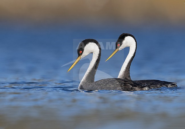 Western Grebe (Aechmophorus occidentalis) swimming in a lake in North-America. Two grebe's together. stock-image by Agami/Dubi Shapiro,