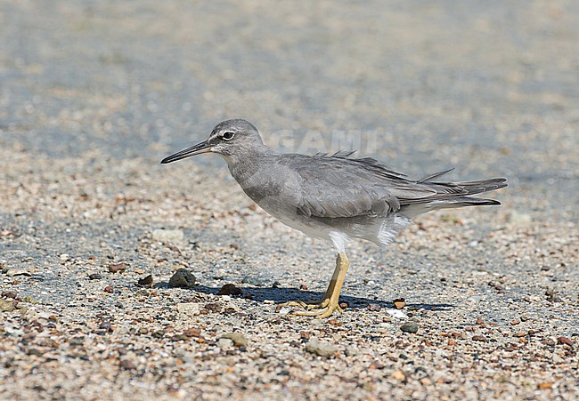 Wintering Wandering Tattler (Tringa incana) on Yap island, part of the Federated States of Micronesia. stock-image by Agami/Pete Morris,