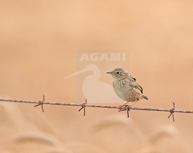 Cloud Cisticola (Cisticola textrix) in South Africa. stock-image by Agami/Pete Morris,