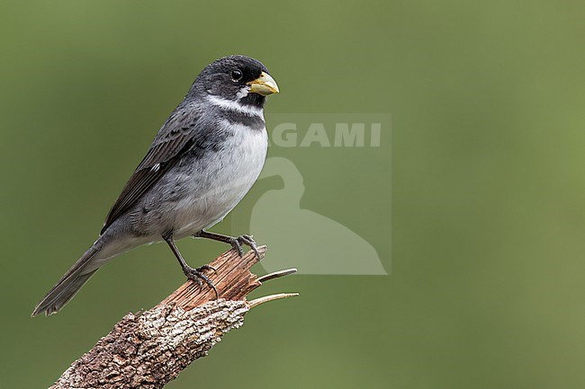 Double-collared Seedeater (Sporophila caerulescens) perched on a branch in the Atlantic Rainforest of Brazil. stock-image by Agami/Glenn Bartley,