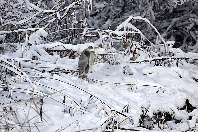 Een blauwe reiger wacht in de sneeuw op betere tijden stock-image by Agami/Jacques van der Neut,