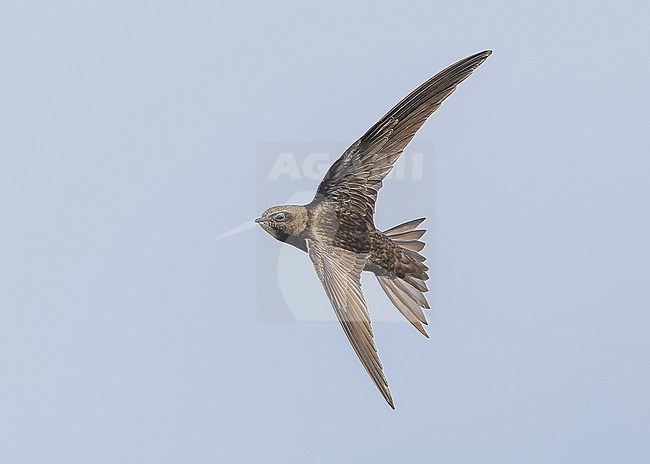 Common swift (Apus apus) in flight stock-image by Agami/Lennart Verheuvel,