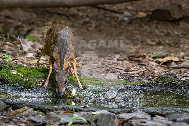Mouse deer, Tragulus kanchil stock-image by Agami/Hans Germeraad,