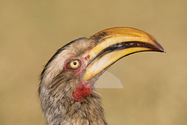 Zuidelijke Geelsnaveltok, Southern Yellow-Billed Hornbill, Tockus leucomelas, Geelsnaveltok stock-image by Agami/Marc Guyt,