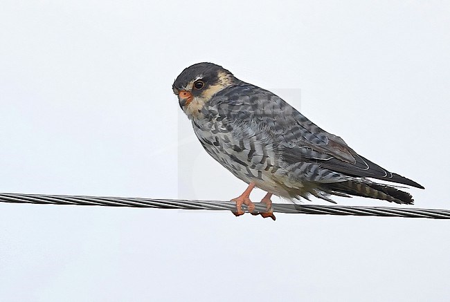 The Amur Falcon (Falco amurensis) breeds in far eastern Asia and winters in southern Africa. So twice a year these birds undertake an epic journey, respect. stock-image by Agami/Eduard Sangster,
