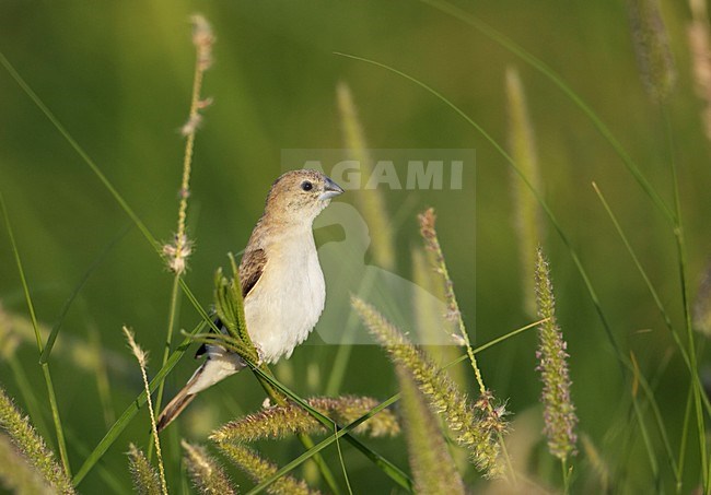 Loodbekje; Indian Silverbill stock-image by Agami/Markus Varesvuo,