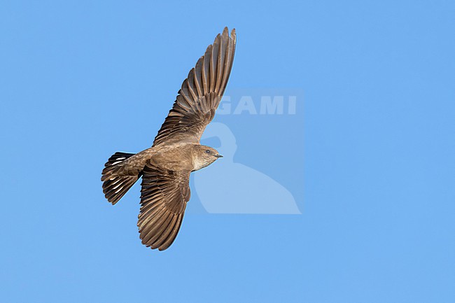 Eurasian Crag Martin, Ptyonoprogne rupestris, in Italy. stock-image by Agami/Daniele Occhiato,