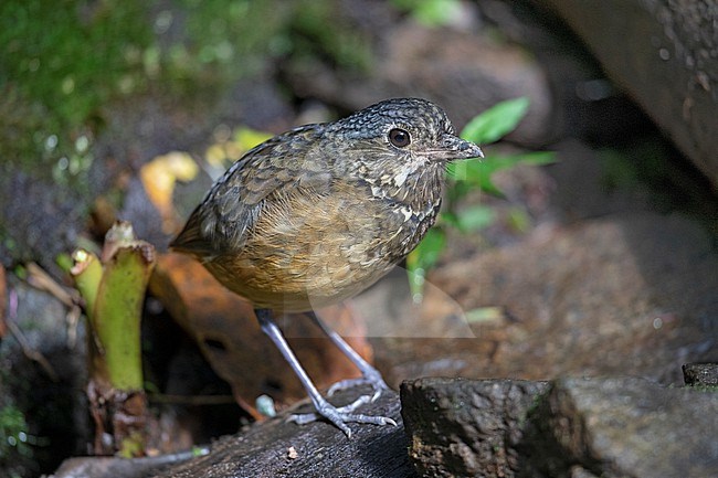 Scaled Antpitta (Grallaria guatimalensis regulus) at Farallones National Park, Colombia. stock-image by Agami/Tom Friedel,
