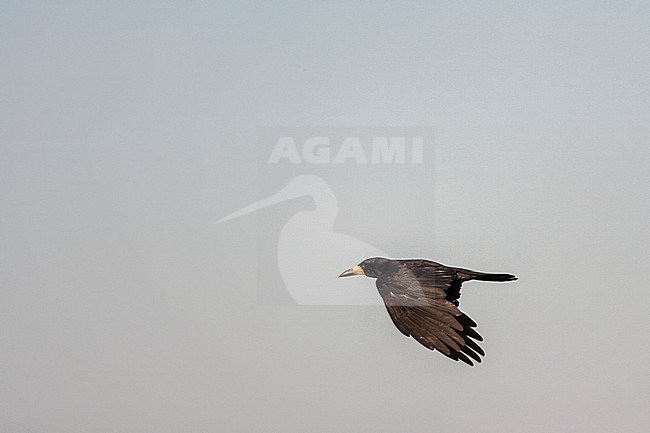 Flying Rook, Corvus frugilegus, in Hungary, stock-image by Agami/Marc Guyt,