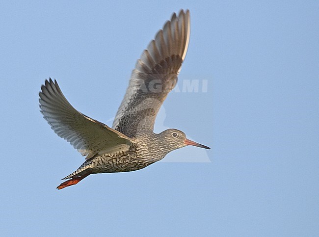 Common Redshank flying; Tureluur vliegend stock-image by Agami/Jari Peltomäki,