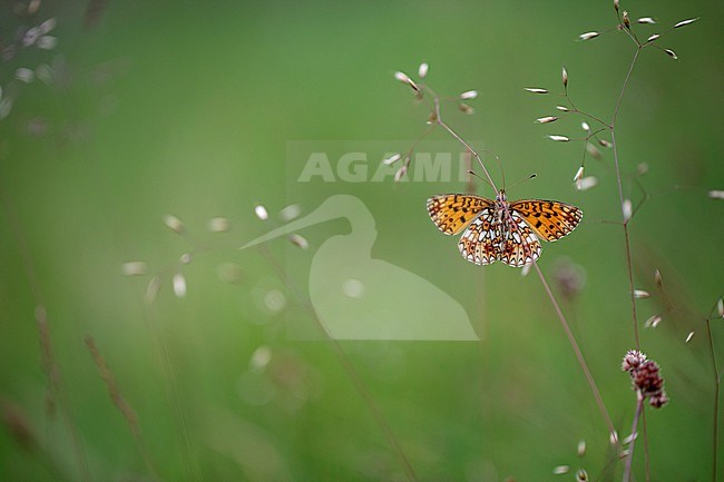 Small Pearl Bordered Fritillary; Boloria selene stock-image by Agami/Wil Leurs,