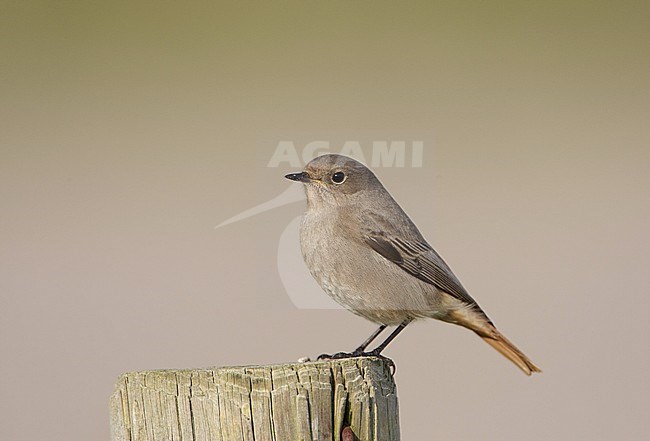 Black Redstart, Zwarte Roodstaart, Phoenicurus ochruros stock-image by Agami/Arie Ouwerkerk,