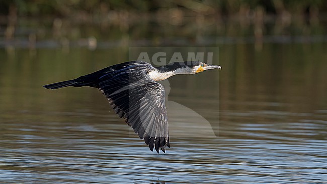 Side view of an adult White-breasted Cormorant (Phalacrocorax lucidus) in flight. Wings seen from above. Senegal, Africa stock-image by Agami/Markku Rantala,