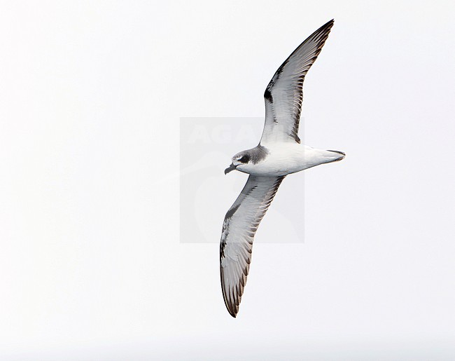 Masatierra Petrel (Pterodroma defilippiana) at sea off Chile. Also known as De Filippi's petrel. stock-image by Agami/Dani Lopez-Velasco,