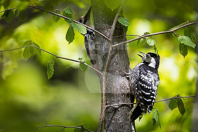 Juvenile White-backed Woodpecker (Dendrocopus leucotos) begging for food with one of its parents in montane forest in Vorarlberg, Austria. stock-image by Agami/Ralph Martin,