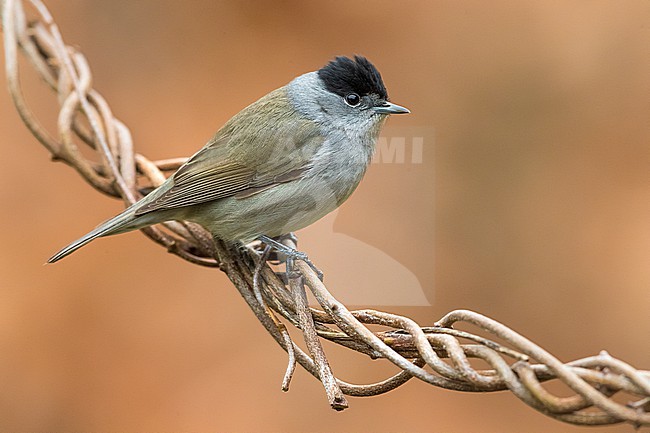 Male Blackcap (Sylvia atricapilla) in Italy. Perched on a twig. stock-image by Agami/Daniele Occhiato,