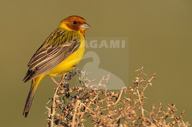 Bruinkopgors, Red-headed Bunting, Emberiza bruniceps stock-image by Agami/Daniele Occhiato,