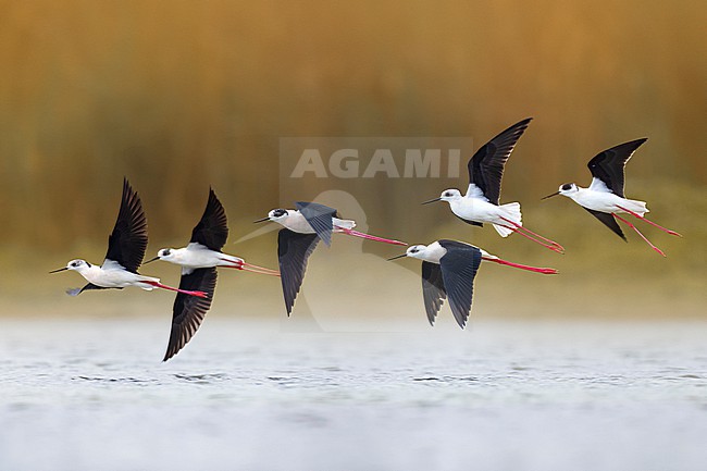 Six flying Black-winged Stilts (Himantopus himantopus) in Italy. stock-image by Agami/Daniele Occhiato,