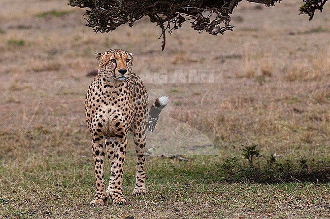 Portrait of a cheetah, Acinonyx jubatus. Masai Mara National Reserve, Kenya. stock-image by Agami/Sergio Pitamitz,