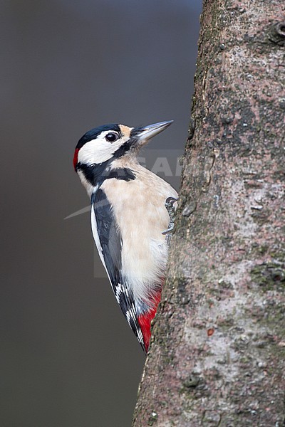 Grote Bonte Specht man zittend op boomstam; Great Spotted Woodpecker male perched on tree trunk stock-image by Agami/Harvey van Diek,