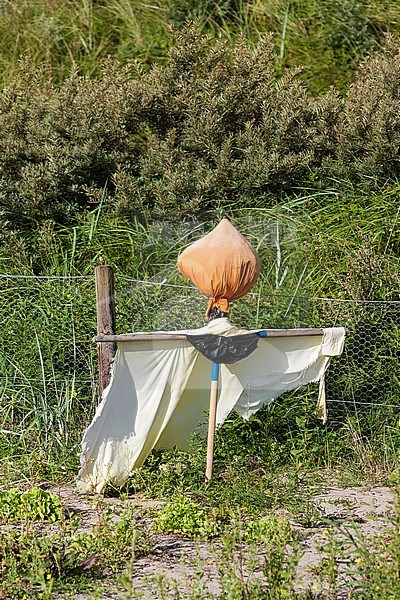 Vogelverschrikker in de duinen van Bergen; Scarescrow in the dunes of Bergen stock-image by Agami/Marc Guyt,