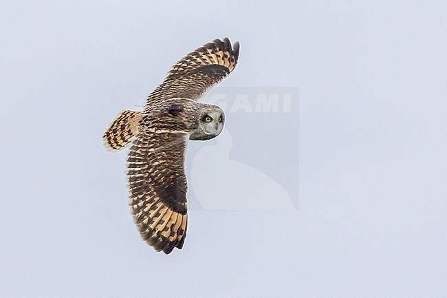 Short-eared_Owl (Asio flammeus), adult male in flight seen from above, Northeastern Region, Iceland stock-image by Agami/Saverio Gatto,