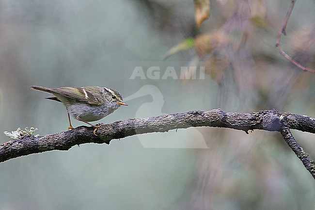 Gansu leaf warbler (Phylloscopus kansuensis) on Tibetan plateau, Qinghai, China. stock-image by Agami/James Eaton,