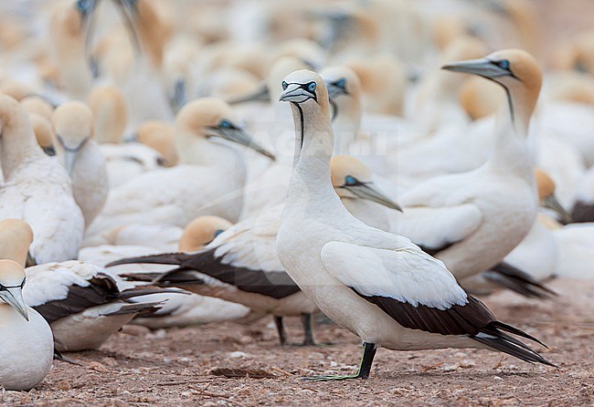 Colony of Cape Gannets (Morus capensis) at Lamberts Bay, South Africa. stock-image by Agami/Marc Guyt,