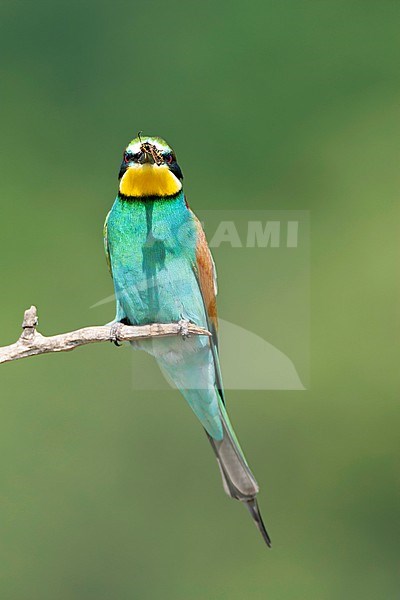 European Bee-eater, Merops apiaster, in Hungary during spring. stock-image by Agami/Marc Guyt,