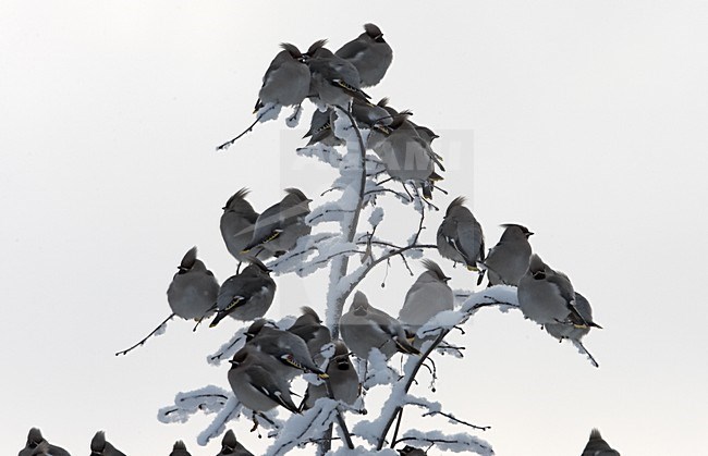 Bohemian Waxwing perched; Pestvogel zittend stock-image by Agami/Jari Peltomäki,