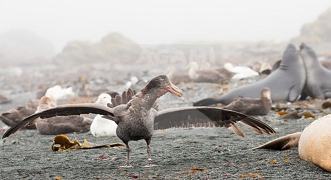 Southern Giant Petrel (Macronectes giganteus) with open wings and agressive look after having eaten a Southern Sea Elephant in a typical atmosphere of the subantarctic island of Macquarie, Australia. stock-image by Agami/Rafael Armada,