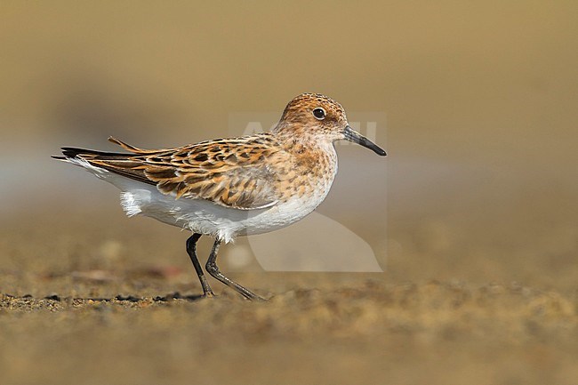 Little Stint - Zwergstrandläufer - Calidris minuta, Kazakhstan, adult stock-image by Agami/Ralph Martin,