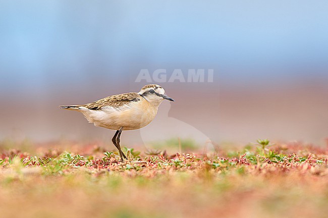 Kittlitz's Plover (Charadrius pecuarius) sitting on ground against a colourful natural background, Zimbabwe stock-image by Agami/Tomas Grim,