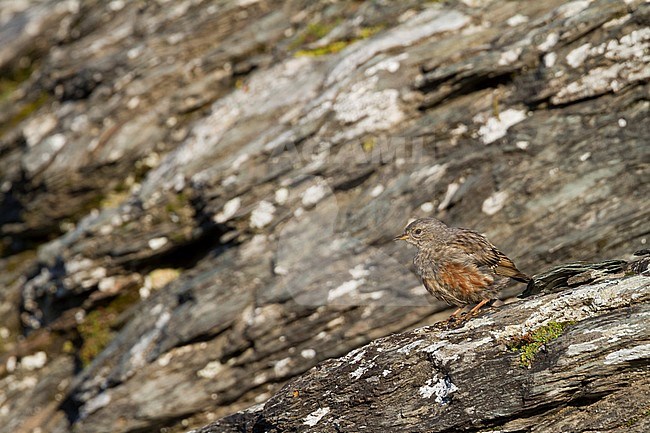 Alpine Accentor - Alpenbraunelle - Prunella collaris ssp. collaris, Switzerland, juvenile stock-image by Agami/Ralph Martin,