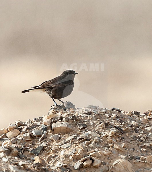 Basalt Wheatear (Oenanthe lugens warriae) in israel.
This is an intriguing dark subspecies of the mourning wheatear from the basalt desert of northeast Jordan, sometimes wintering as a vagrant in Israel, stock-image by Agami/Marc Guyt,