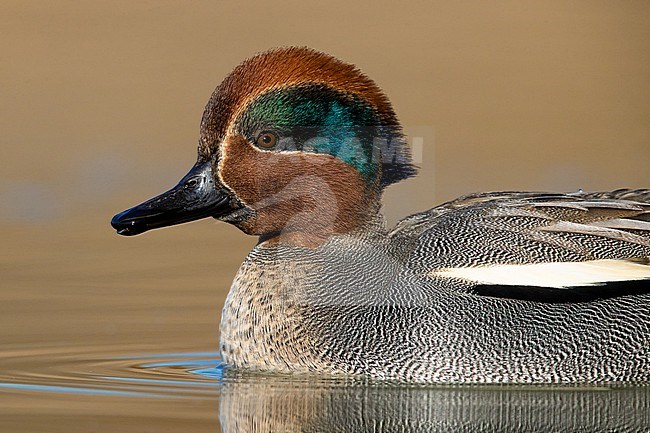 Male Eurasian Teal (Anas crecca) in Italy. Swimming on a lake. stock-image by Agami/Daniele Occhiato,