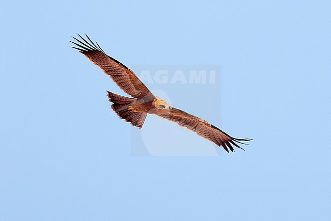 Wahlberg's Eagle (Hieraaetus wahlbergi) in fresh juvenile plumage soaring close to a cliff at Cap Blanc (Nouadhibou) inside the Western Palearctic region stock-image by Agami/David Monticelli,