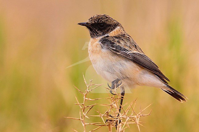 Kaspische Roodborsttapuit, Caspian Stonechat stock-image by Agami/Daniele Occhiato,