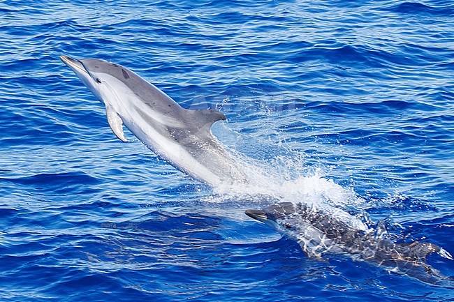 Striped Dolphin (Stenella coeruleoalba) taken the 02/08/2022 at Toulon - Franc.e. stock-image by Agami/Nicolas Bastide,